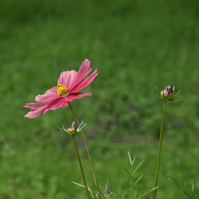 Flowers 5, par Xavier E. G. Dierick